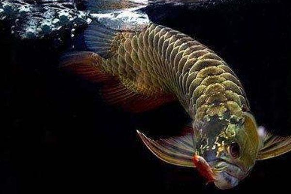 國內龍魚養殖：國內龍魚養殖發展趨勢
