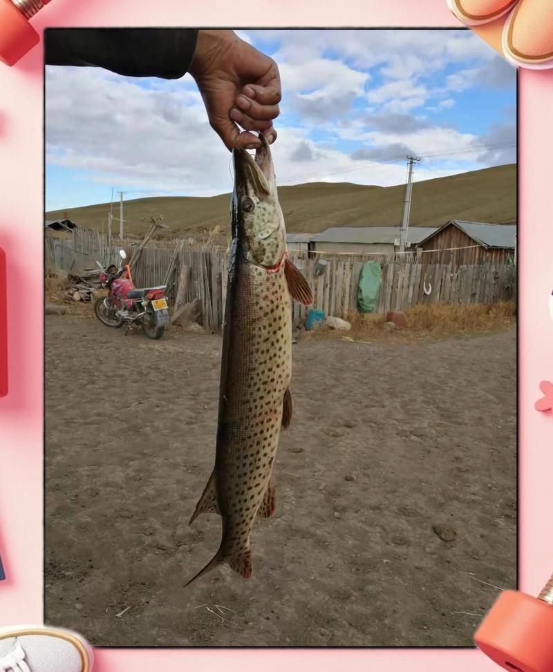 狗子魚是什么魚：“狗魚”并非學(xué)術(shù)名稱為“狗子魚”并非學(xué)術(shù)名稱，狗魚長壽有特點