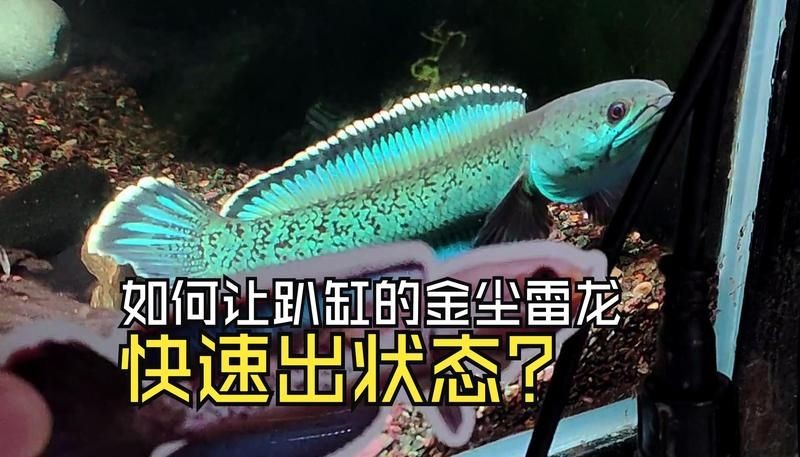 金塵雷龍魚如何養(yǎng)：aisimaodu金塵雷龍魚怎么養(yǎng)雷龍魚怎么養(yǎng)