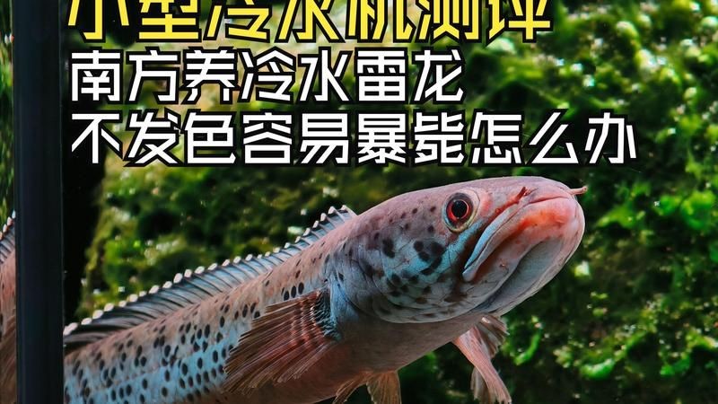 金塵雷龍魚如何養(yǎng)：aisimaodu金塵雷龍魚怎么養(yǎng)雷龍魚怎么養(yǎng)