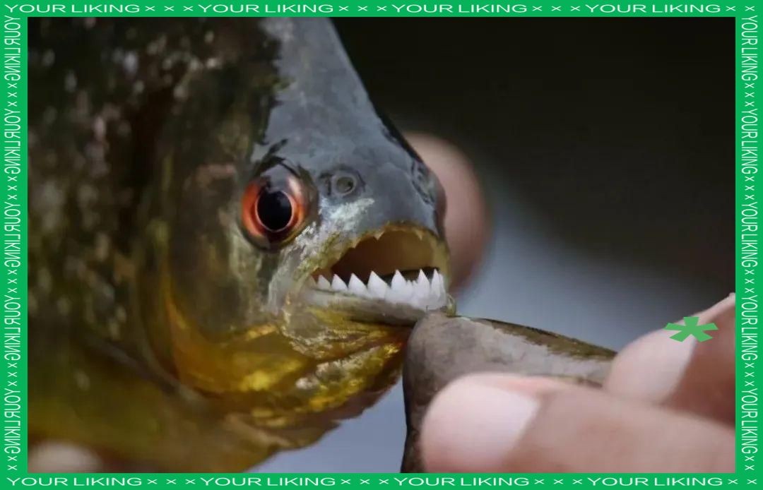 灰狗頭魚最忌三種魚：灰狗頭魚與巨骨舌魚的生存禁忌，灰狗頭魚的生存策略