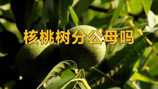 核桃樹公母怎么分辨：核桃樹怎樣“自辯性別”