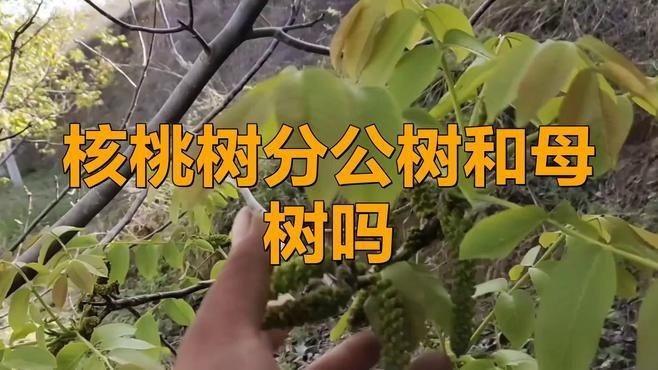 核桃樹公母怎么分辨：核桃樹怎樣“自辯性別”