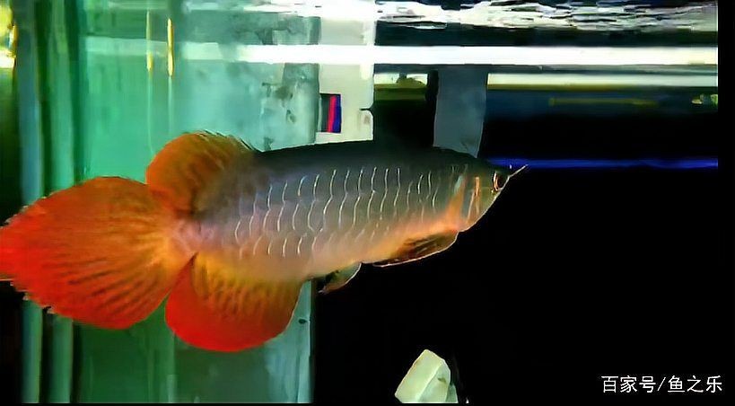 紅龍魚最旺的圖片：紅龍魚作為風水魚之王，其靈動身姿與熾烈色澤常被視為招財納福的象征