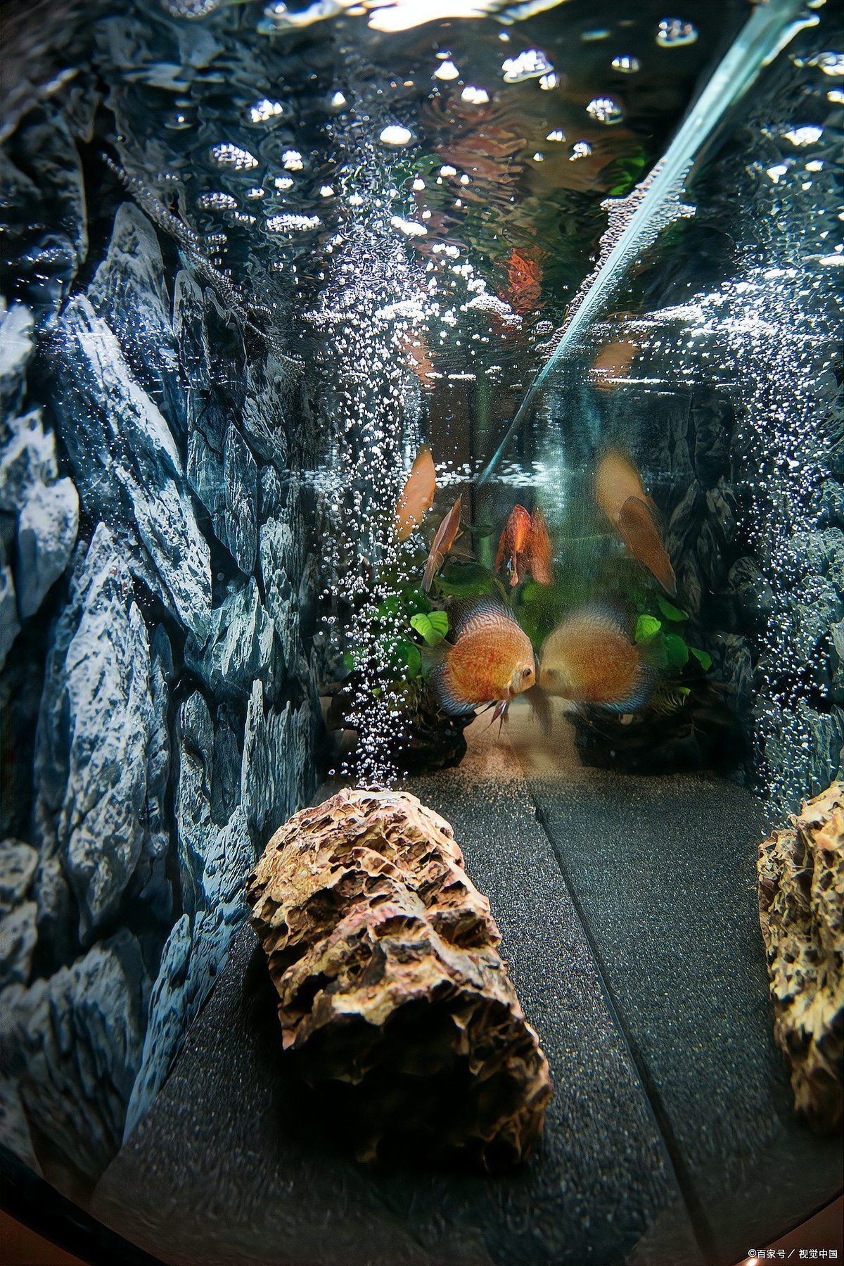 活性炭水族：活性炭在水族養(yǎng)護中的科學應用方法