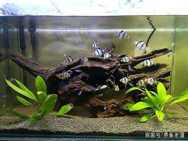 活性炭水族：活性炭在水族養(yǎng)護中的科學應用方法