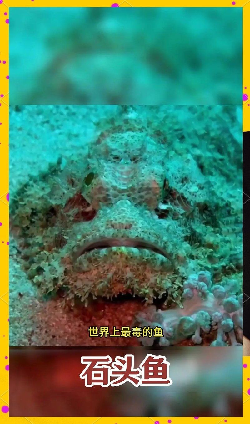 河里石頭魚：《河里石頭魚》聚焦一類獨特淡水魚類的生存智慧與生態(tài)價值