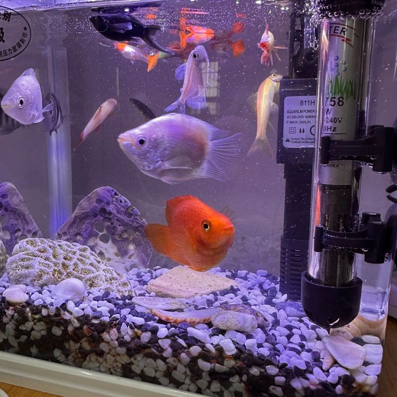 金剛鸚鵡魚太兇了：金剛鸚鵡與普通鸚鵡魚的區(qū)別