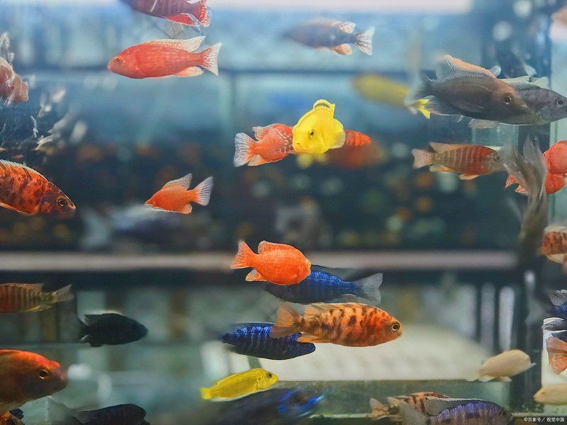 號半龍魚會認主人嗎：揭秘號半龍魚與主人的情感連接