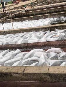 湖北魚苗批發：湖北魚苗產業現狀與發展前景調研報告