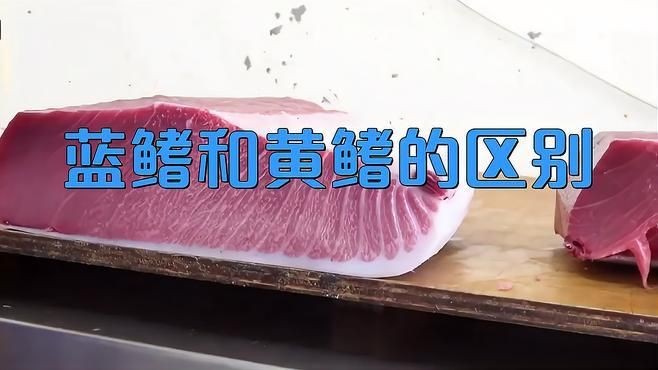 金槍魚藍鰭和黃鰭有啥區(qū)別：如何分辨藍鰭金槍魚和黃鰭金槍魚