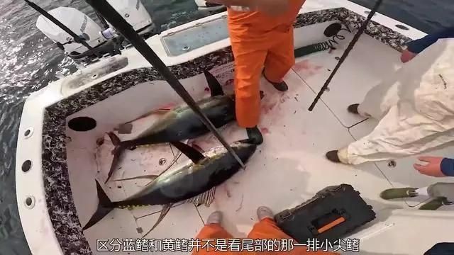 金槍魚藍鰭和黃鰭有啥區(qū)別：如何分辨藍鰭金槍魚和黃鰭金槍魚
