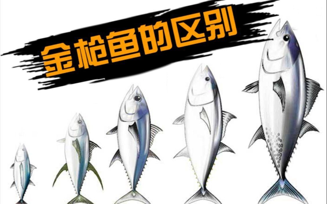 金槍魚藍鰭和黃鰭有啥區(qū)別：如何分辨藍鰭金槍魚和黃鰭金槍魚