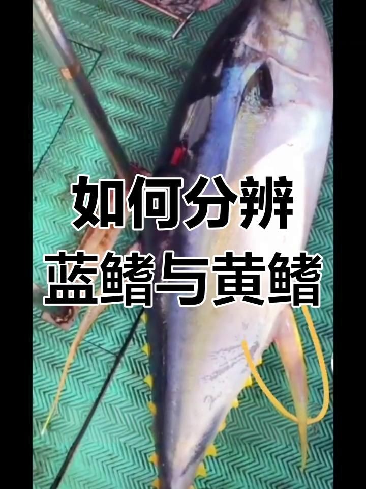 金槍魚藍鰭和黃鰭有啥區(qū)別：如何分辨藍鰭金槍魚和黃鰭金槍魚