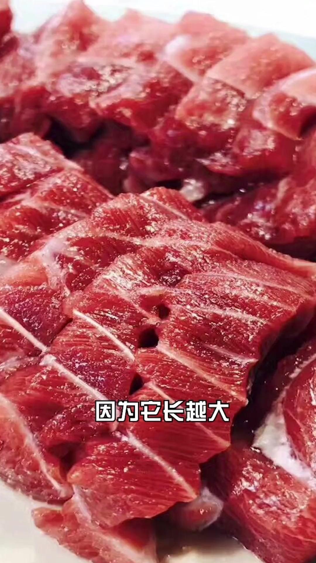 金槍魚藍鰭和黃鰭有啥區(qū)別：如何分辨藍鰭金槍魚和黃鰭金槍魚