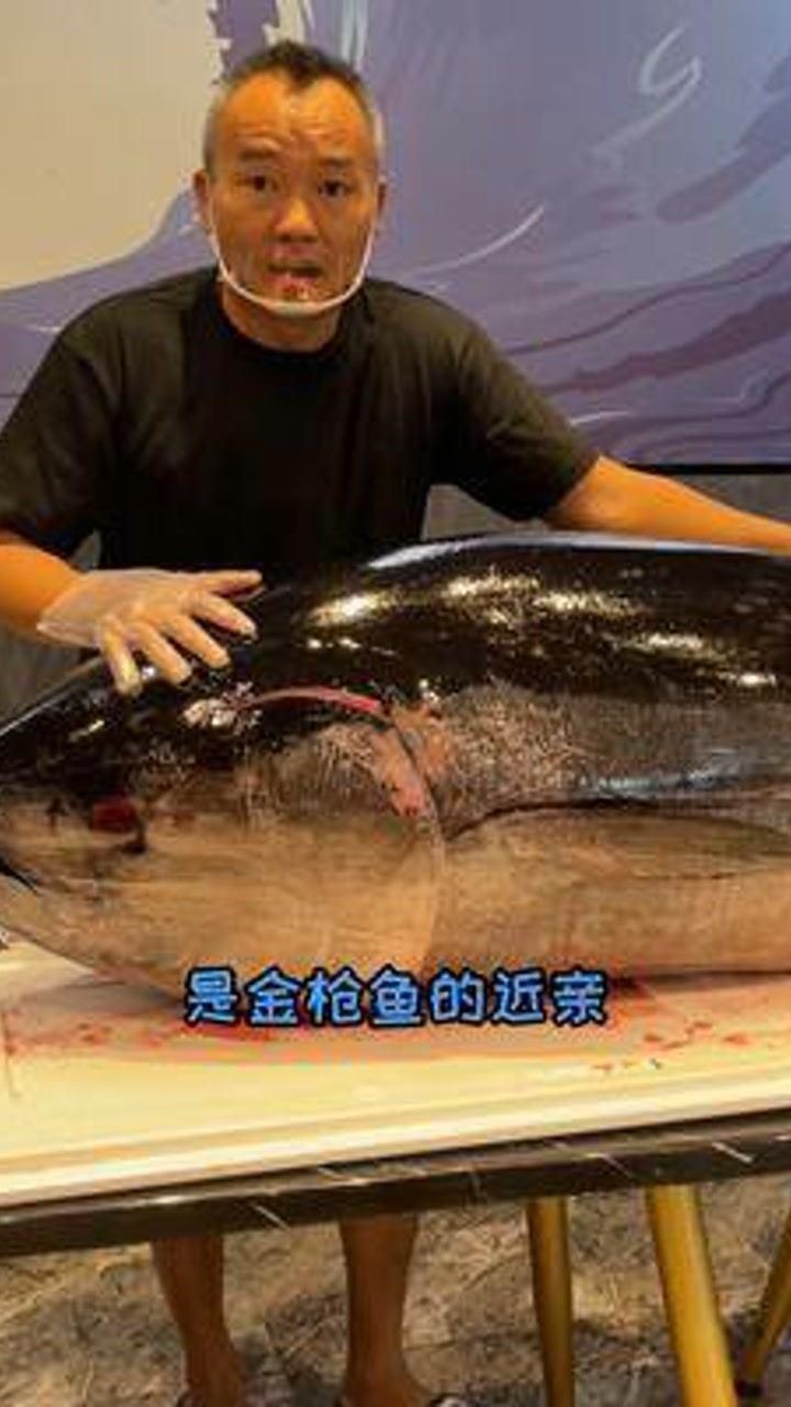 金槍魚藍鰭和黃鰭有啥區(qū)別：如何分辨藍鰭金槍魚和黃鰭金槍魚