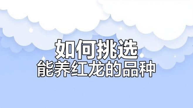 紅龍龍魚哪個品種最好：鳳毛麟角紅龍滿片養成秘籍:選對魚種輕松養出完美鱗色