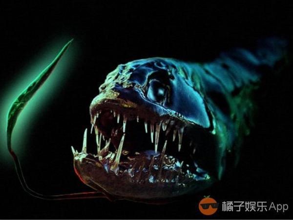 深海龍魚存在嗎：深海龍魚并非虛構生物而是真實存在于海洋深處的特殊魚類