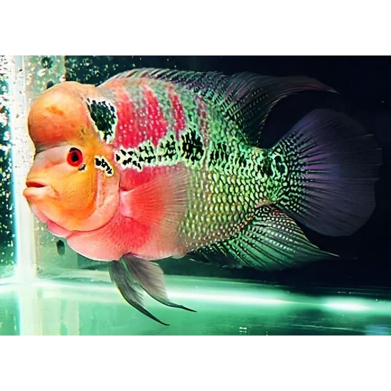 火鳳凰魚是什么品種：泰國羅漢魚火鳳凰