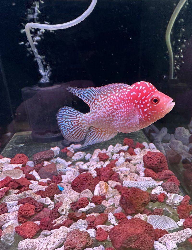 火鳳凰魚是什么品種：泰國羅漢魚火鳳凰