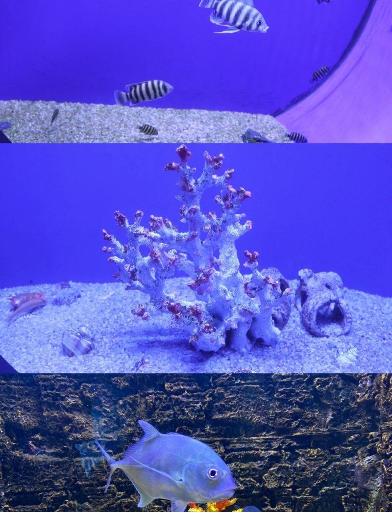 懷化水族館：懷化水族館是一座科普教育、生態展示與休閑娛樂于一體的火星探測器設計