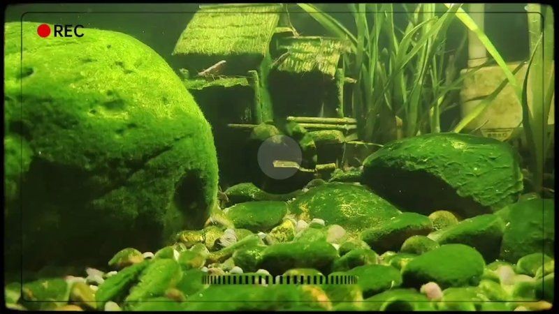 嘉興魚缸店：嘉興魚缸定制廠家