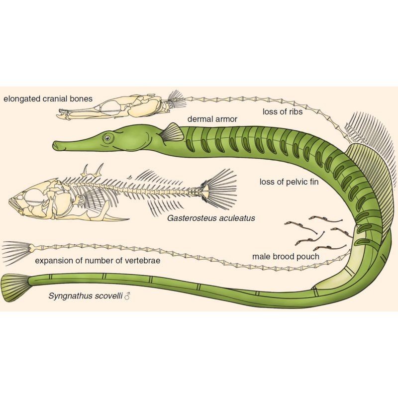 海龍魚是什么魚：海龍魚是什么？