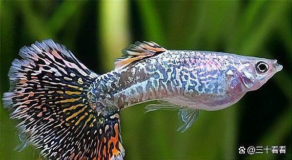 火炬魚怎么又叫孔雀魚:“火炬魚”與“孔雀魚”實為同一物種的不同地位差異 龍魚論壇 第4張 火炬魚怎么又叫孔雀魚:“火炬魚”與“孔雀魚”實為同一物種的不同地位差異 火炬魚怎么又叫孔雀魚:“火炬魚”與“孔雀魚”實為同一物種的不同地位差異 龍魚論壇 第4張