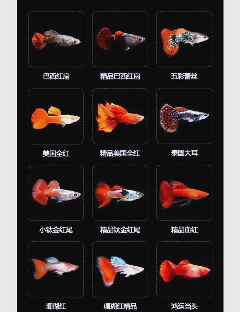 火炬魚怎么又叫孔雀魚:“火炬魚”與“孔雀魚”實為同一物種的不同地位差異 龍魚論壇 第8張 火炬魚怎么又叫孔雀魚:“火炬魚”與“孔雀魚”實為同一物種的不同地位差異 火炬魚怎么又叫孔雀魚:“火炬魚”與“孔雀魚”實為同一物種的不同地位差異 龍魚論壇 第8張