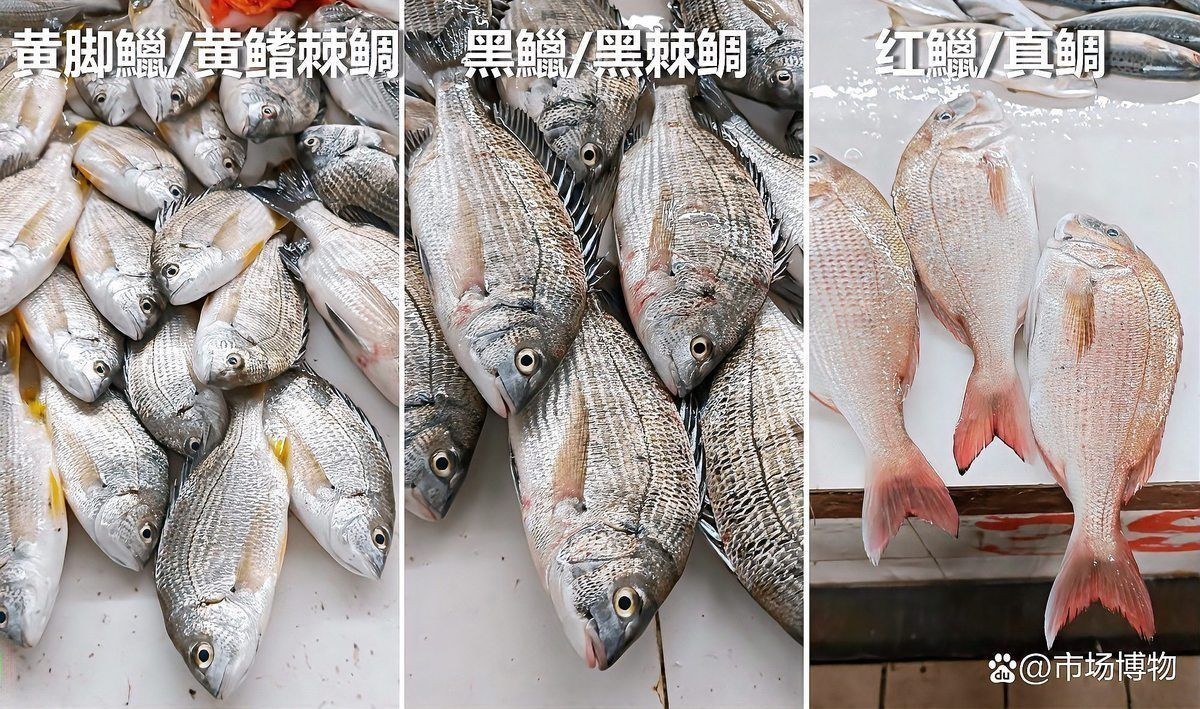 海魚多少錢一：海魚價格因品種、產地、季節及市場供需因素差異較大
