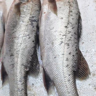 海魚多少錢一：海魚價格因品種、產地、季節及市場供需因素差異較大