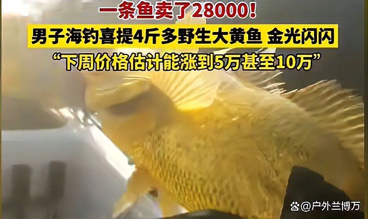 海魚多少錢一：海魚價格因品種、產地、季節及市場供需因素差異較大
