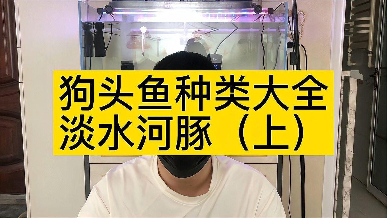 狗頭魚哪個品種最兇猛：狗頭魚(淡水河豚)互動性排名