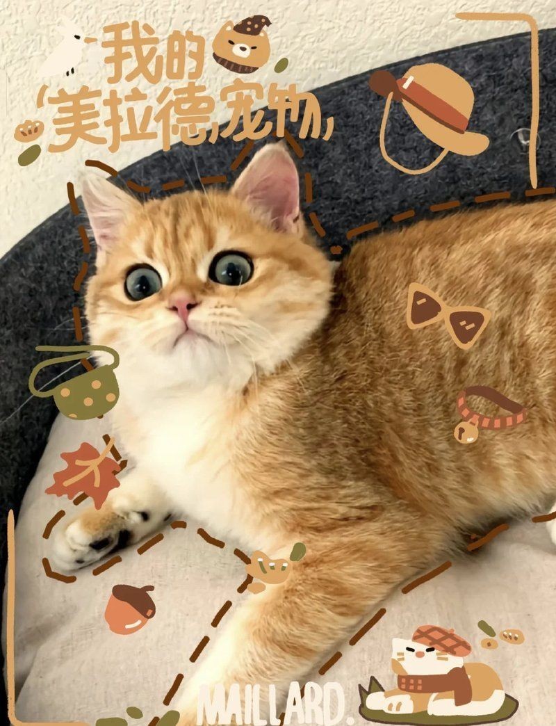 金漸層貓?bào)w型多大：英國(guó)短毛貓金漸層貓金漸層貓的體型特征管理要點(diǎn)