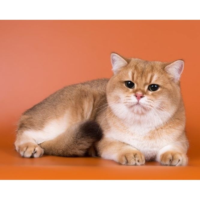 金漸層貓?bào)w型多大：英國(guó)短毛貓金漸層貓金漸層貓的體型特征管理要點(diǎn)