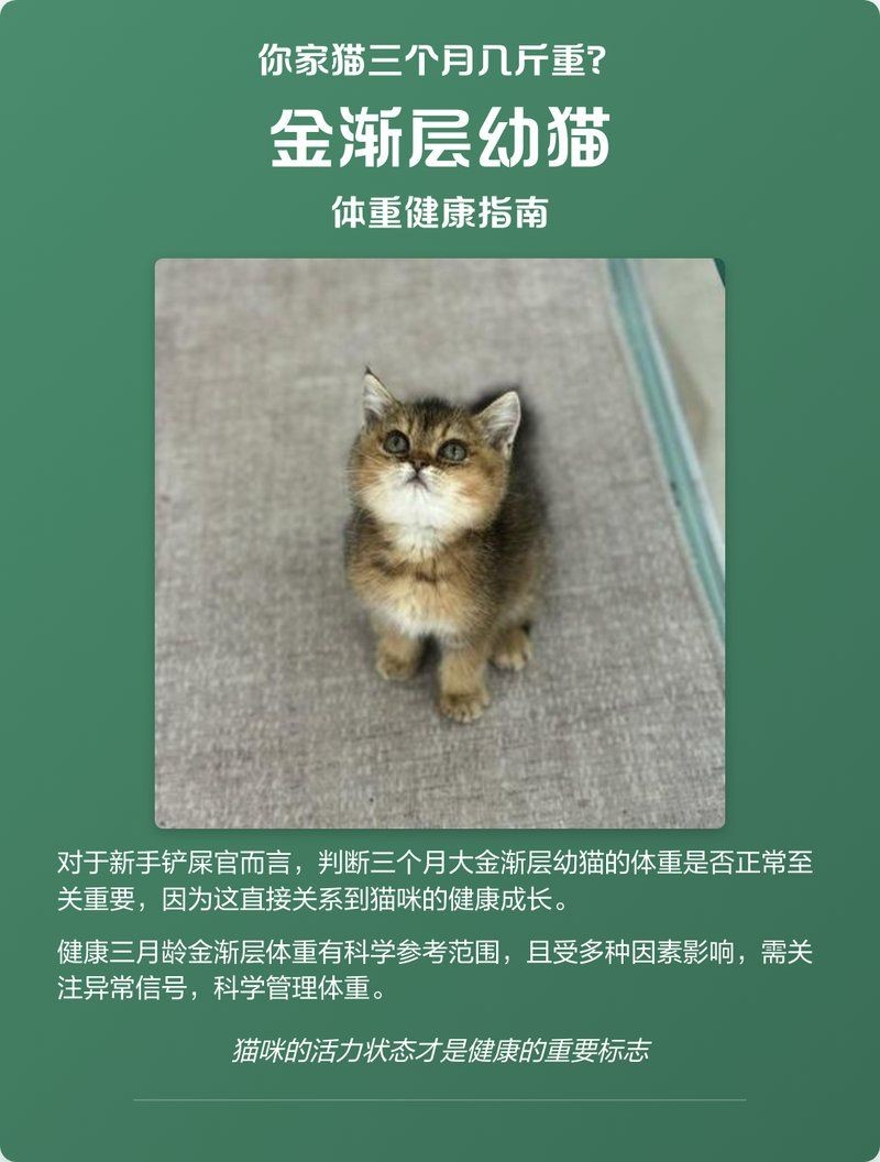 金漸層貓?bào)w型多大：英國(guó)短毛貓金漸層貓金漸層貓的體型特征管理要點(diǎn)