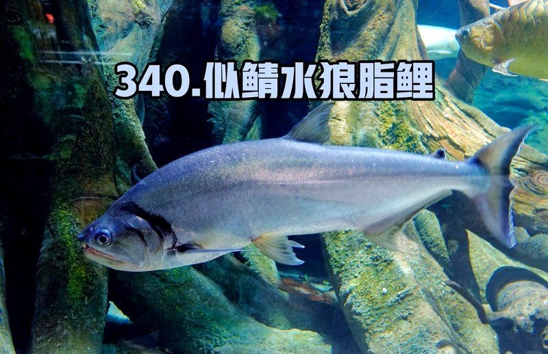 巨水狼脂鯉和似鯖水狼脂鯉：巨水狼脂鯉與似鯖