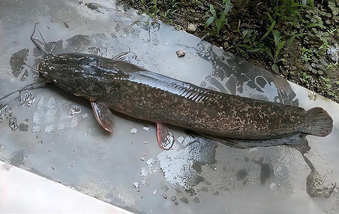 河里的埃及魚能吃嗎：河里的埃及魚能不能吃？