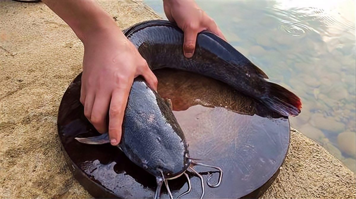 河里的埃及魚能吃嗎：河里的埃及魚能不能吃？