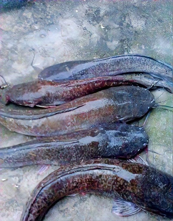 河里的埃及魚能吃嗎：河里的埃及魚能不能吃？