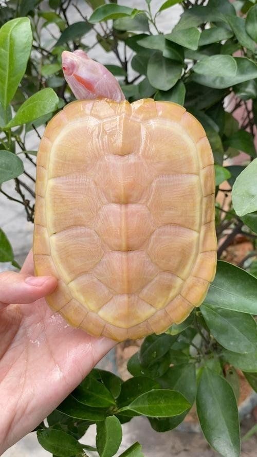 金粉和白巴有什么區別：“金粉”與“白巴”作為常見概念，金粉和白巴哪個好養