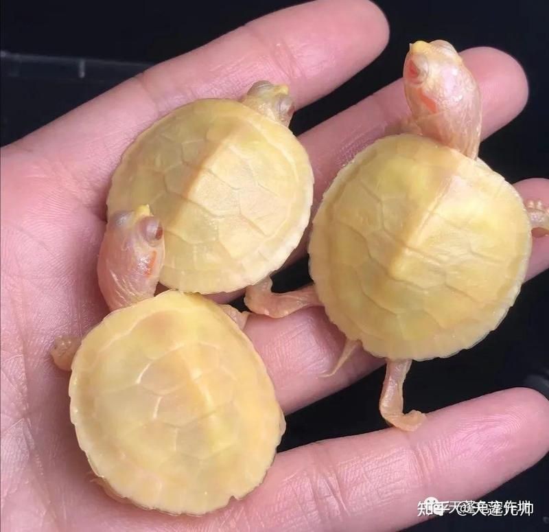 金粉和白巴有什么區別：“金粉”與“白巴”作為常見概念，金粉和白巴哪個好養