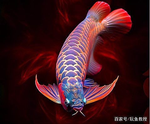 紅龍魚價格多少錢：如何挑選一只高品質的紅龍魚