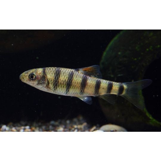 光唇魚屬于什么檔次：中國原生淡水魚類——光唇魚 光唇魚屬于什么檔次：中國原生淡水魚類——光唇魚 龍魚論壇 第9張