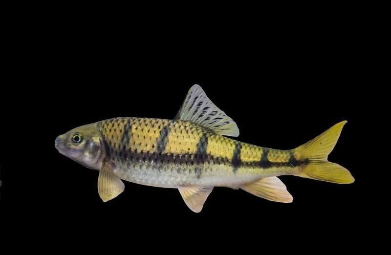 光唇魚屬于什么檔次：中國原生淡水魚類——光唇魚 光唇魚屬于什么檔次：中國原生淡水魚類——光唇魚 龍魚論壇 第3張