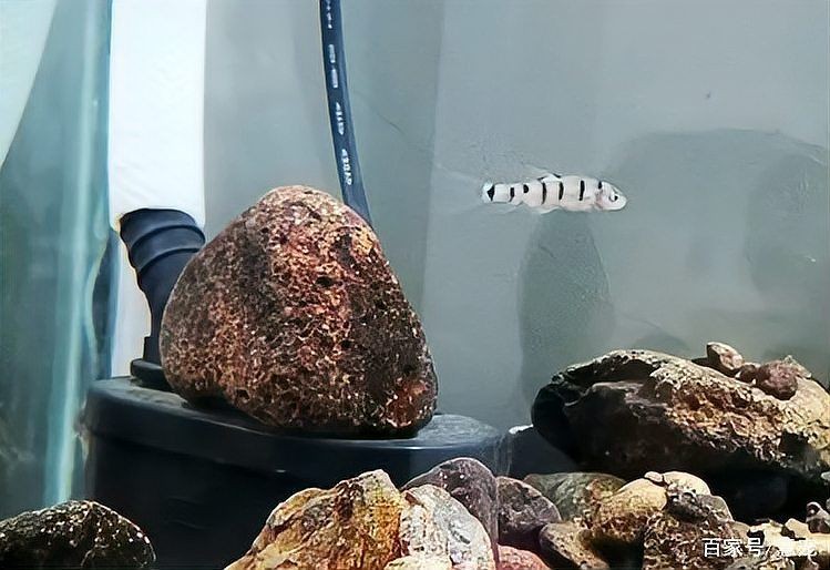 光唇魚屬于什么檔次：中國原生淡水魚類——光唇魚 光唇魚屬于什么檔次：中國原生淡水魚類——光唇魚 龍魚論壇 第5張