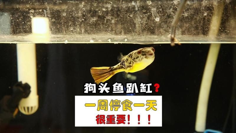 狗頭魚可以幾天不喂：狗頭魚具有較強的耐饑餓能力受多種因素影響健康狀態