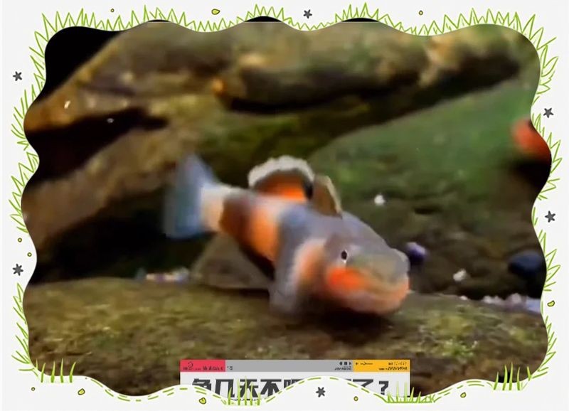 狗頭魚可以幾天不喂：狗頭魚具有較強的耐饑餓能力受多種因素影響健康狀態
