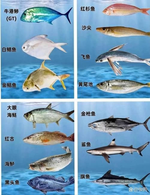 海魚類大全圖冊(cè)：《海魚類大全圖冊(cè)》70余種常見海水魚圖譜大合集