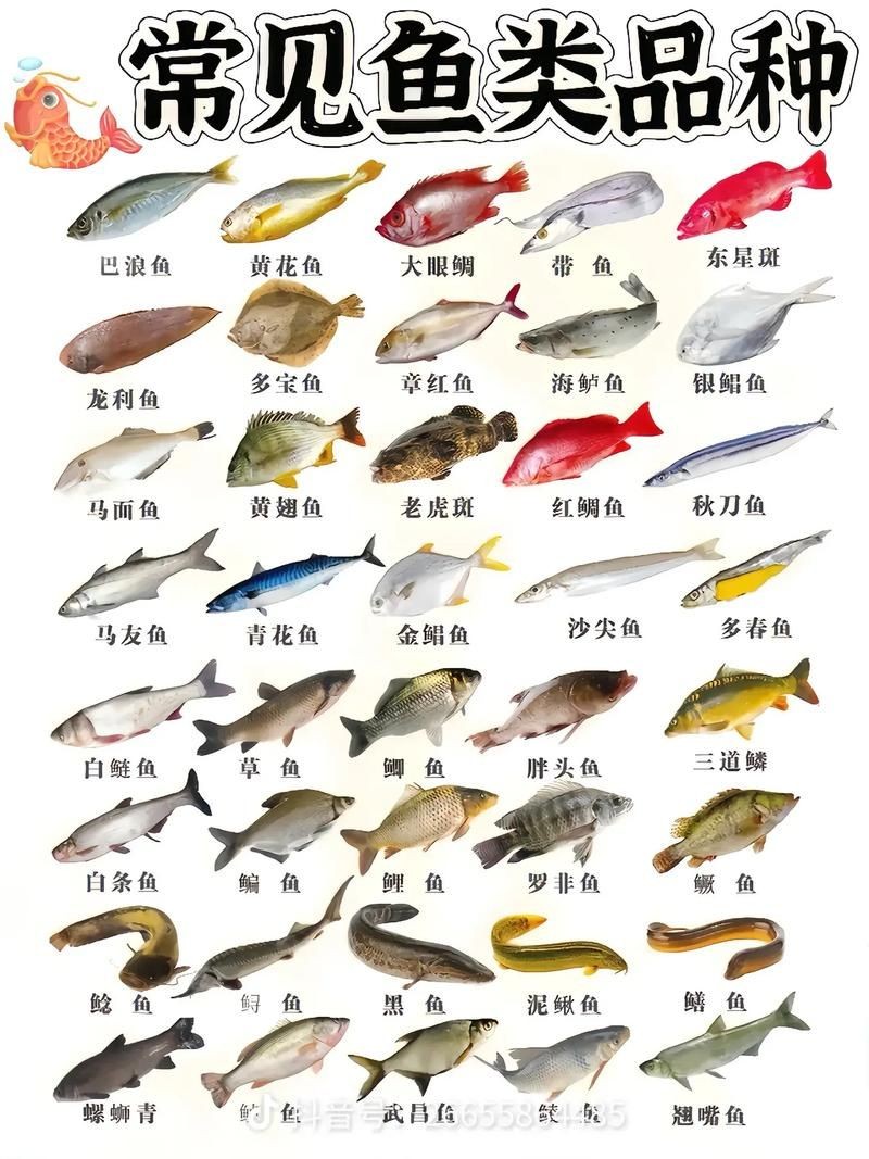 海魚類大全圖冊(cè)：《海魚類大全圖冊(cè)》70余種常見海水魚圖譜大合集